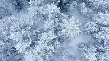 令人叹为观止的飞在平静的雪覆盖雪杉，松树。 冬时，风景秀丽.. 童话森林，冰冻的大自然